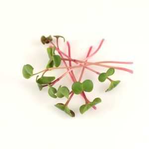 redkovka s cervenou stonkou 2